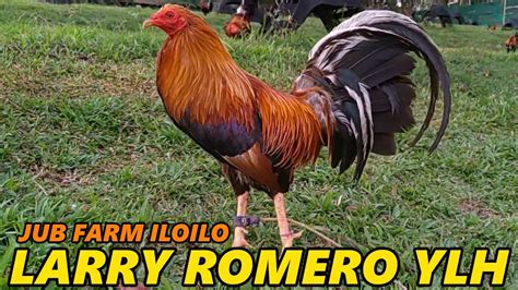 The fighting cock differs from farm chickens in both size and plumage. . Larry romero yellow legged hatch